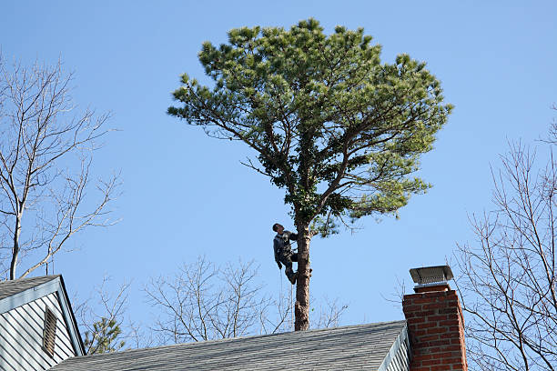 Best Storm Damage Tree Cleanup  in Valhalla, NY